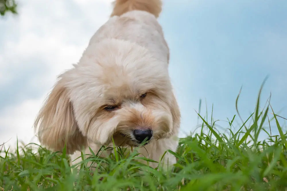 Come Migliorare la Digestione del Cane: Probiotici e Alimentazione