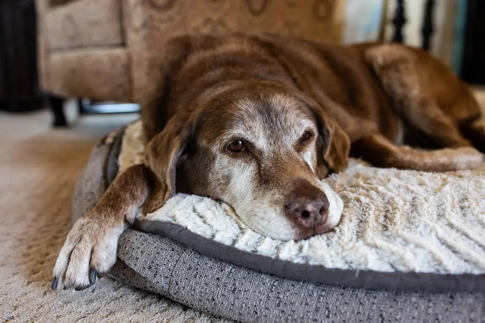 Artrosi nel Cane Anziano: Sintomi, Cause e Come Aiutarlo
