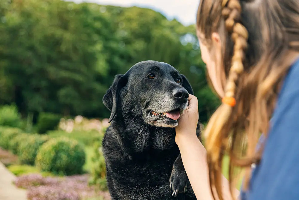 Integratori per Cani Anziani: Guida Completa per Articolazioni e Mobilità