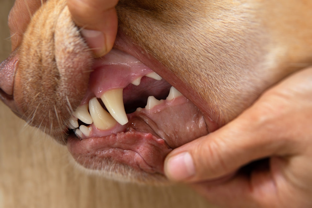 Alito Cattivo nel Cane: Cause, Rimedi Naturali e Prevenzione