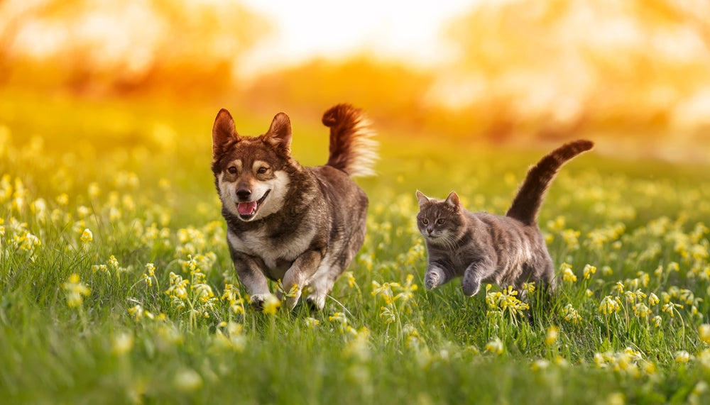 Parassiti in Primavera: Guida Completa alla Prevenzione per Cani e Gatti