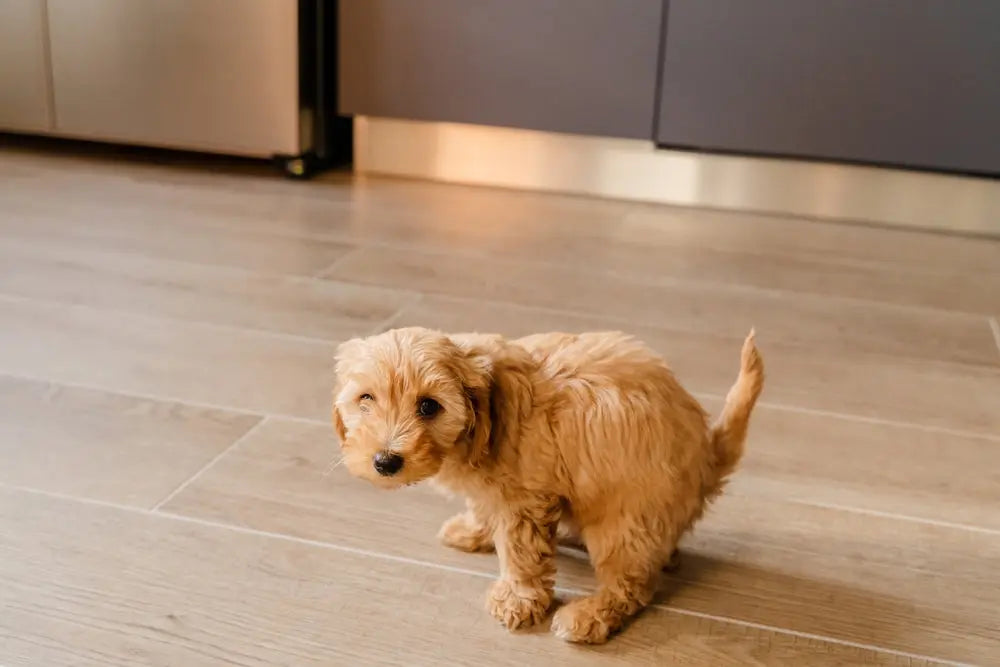 Diarrea nel Cane: Cause, Rimedi Naturali e Quando Preoccuparsi