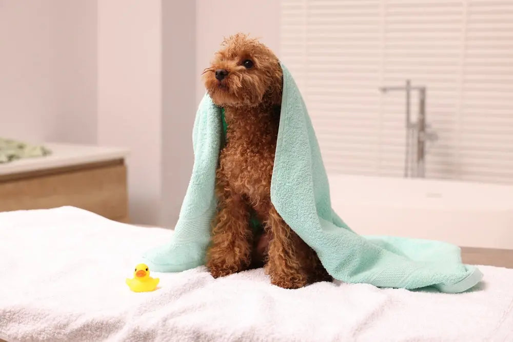 Igiene del Cane: Guida Completa alla Cura di Orecchie, Occhi e Denti