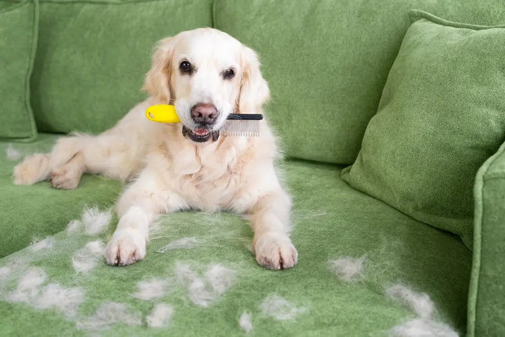 Pelo Lucido e Cute Sana: I Migliori Integratori per Cani e Gatti