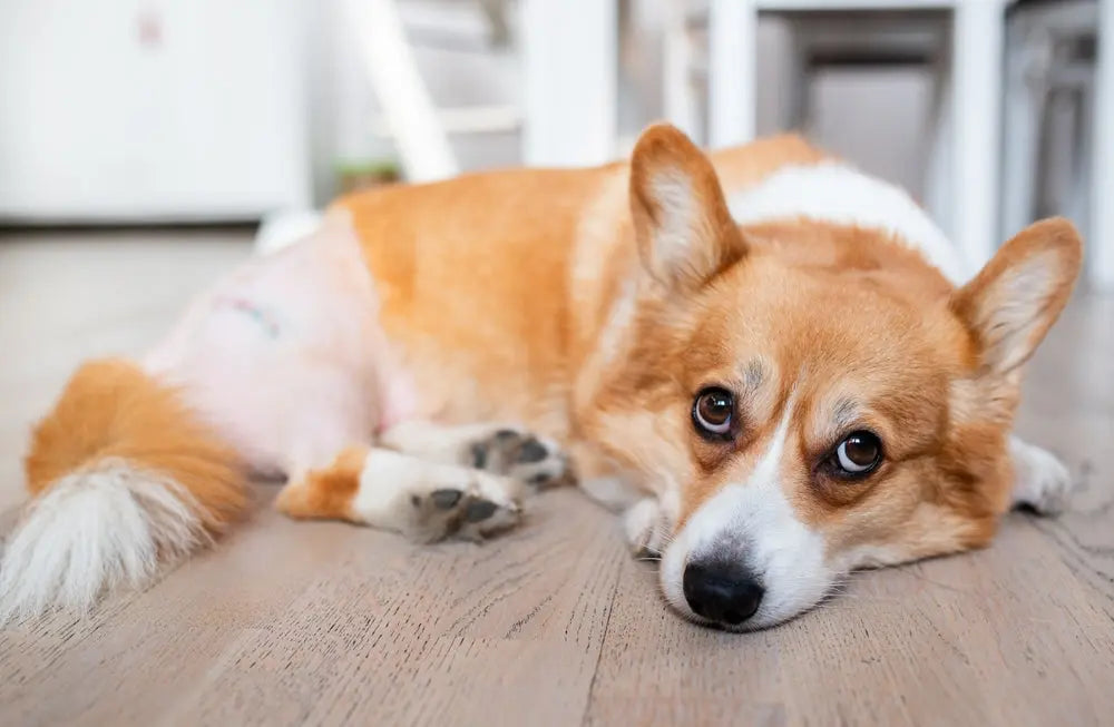 Displasia dell'Anca nel Cane: Sintomi, Prevenzione e Supporto Naturale