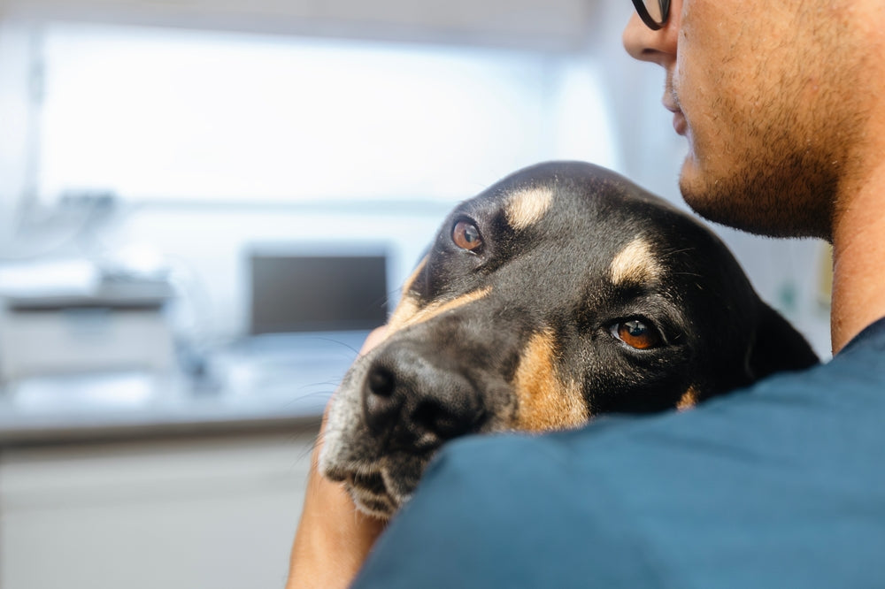Stitichezza nel Cane: Cause, Sintomi e Soluzioni Naturali Efficaci