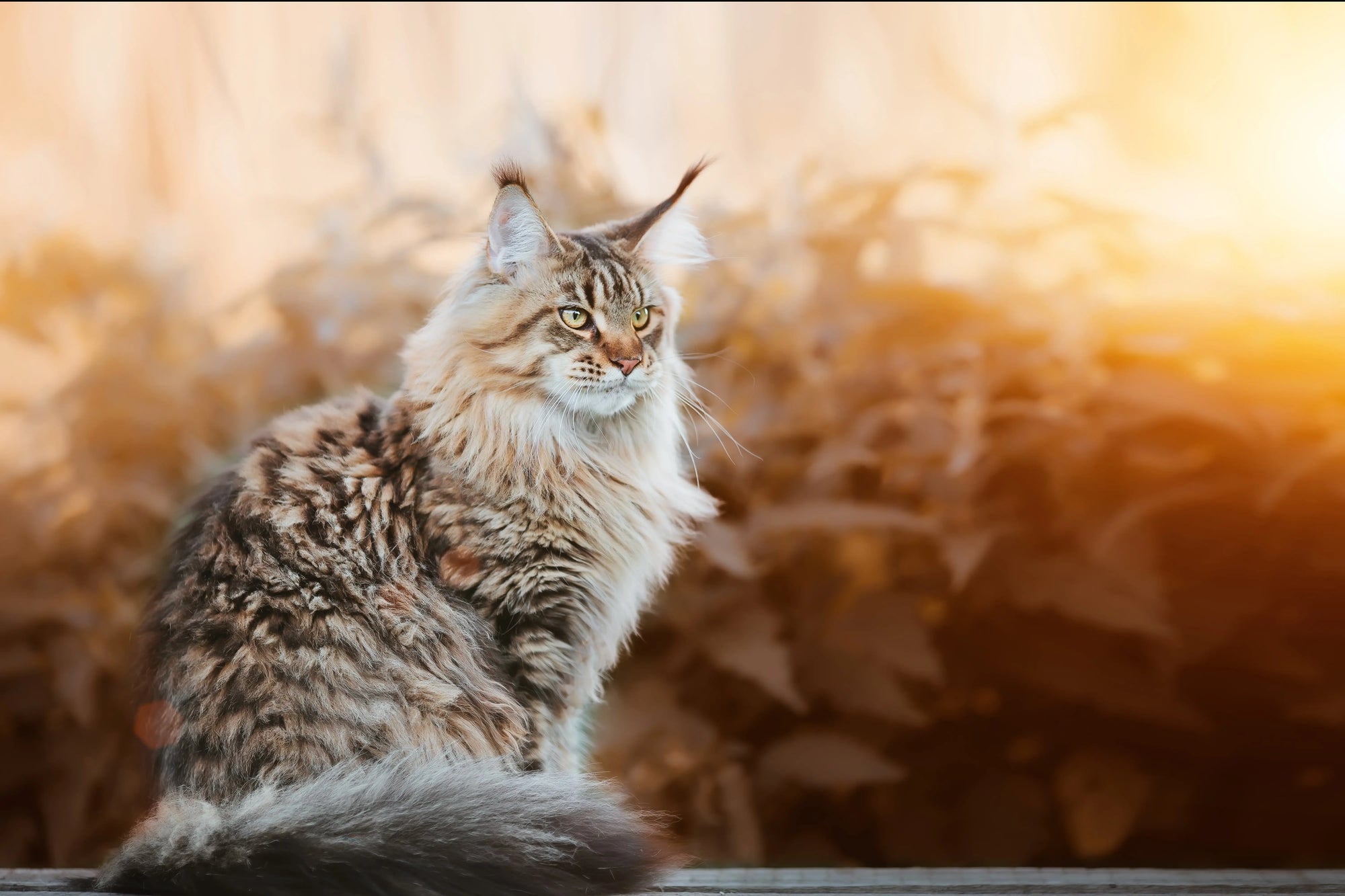 Sistema Immunitario del Gatto: Come Rafforzare le Difese Naturali