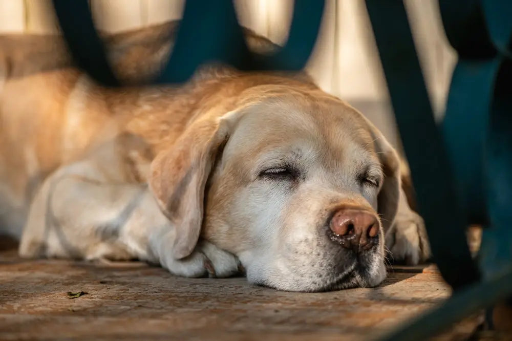 Rigidità Mattutina nel Cane: Cause, Rimedi e Come Aiutarlo