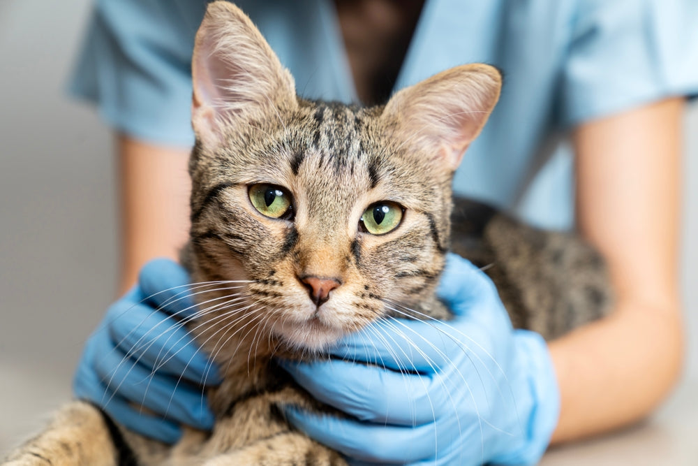 Vomito del Gatto: Cause, Quando Preoccuparsi e Rimedi Naturali